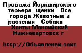 Продажа Йоркширского терьера, щенки - Все города Животные и растения » Собаки   . Ханты-Мансийский,Нижневартовск г.